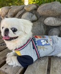 犬 服 「犬服・撥水防汚・速乾・接触冷感」DO...の詳細画像3