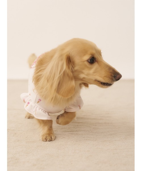 gelato pique 犬 服 「CAT＆DOG」ダックスフンドサイズアイス柄