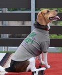 犬 服 「犬服・ストレッチ・着脱簡単」DOGも...の詳細画像2