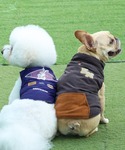 犬 服 「犬服・リバーシブル・2yay」DOG...の詳細画像1