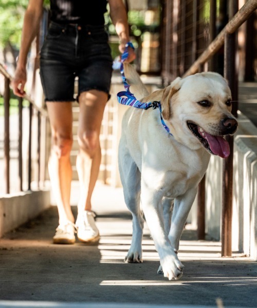 WOLFGANG MAN & BEAST 犬 ハーネス リード : ZOZOTOWN Yahoo!店 - 通販