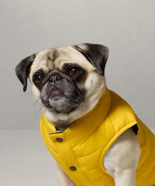 RALPH LAUREN HOME（ラルフ ローレン ホーム） 犬 服 ドッグ