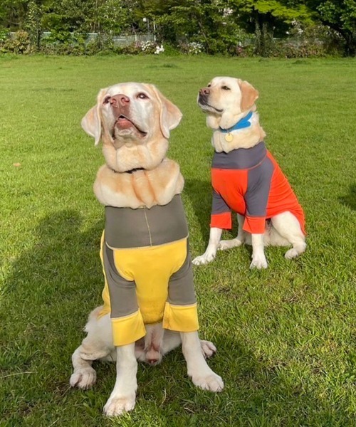 GREEN BOWL（グリーンボウル） 犬 服 「GREEN BOWL」オリジナル