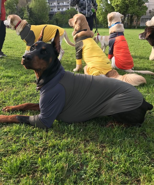 GREEN BOWL（グリーンボウル） 犬 服 「GREEN BOWL」オリジナル