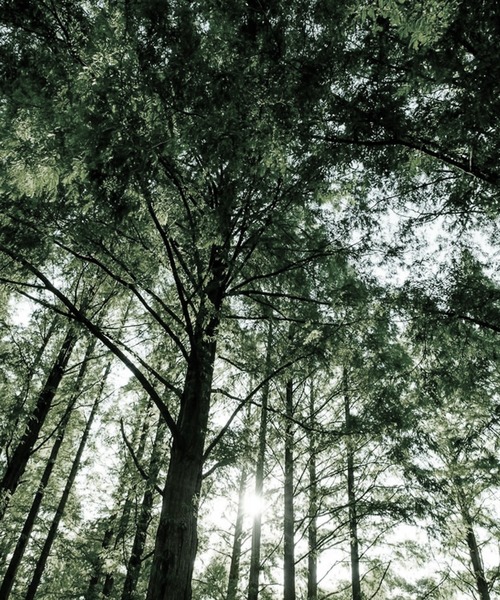 antiqua（アンティカ） シャンプー オールデイ デイリーシャンプー