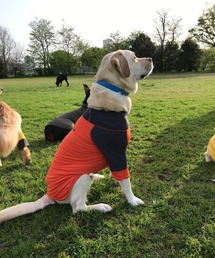 GREEN BOWL（グリーンボウル） 犬 服 「GREEN BOWL」オリジナル