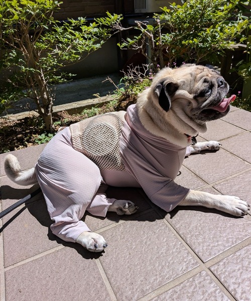 ONEKOSAMA OINUSAMA（おねこさま・おいぬさま） 犬 服 空調ペット服 不