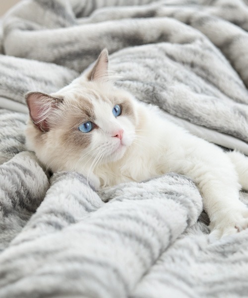 モリリン敷きパッドのおすすめ人気商品一覧 通販 - Yahoo!ショッピング