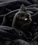 ブランケット まるで猫!のようなモフモフ2枚合...の詳細画像1