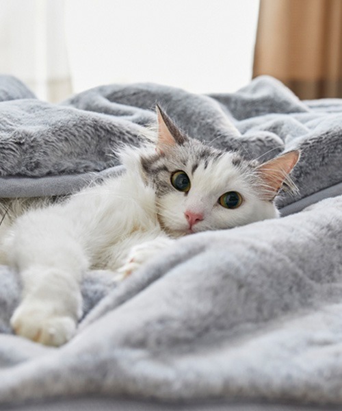 ブランケット まるで猫！のようなモフモフ2枚合わせ中わた入り毛布