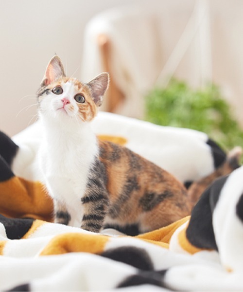 ブランケット まるで猫！のようなモフモフ2枚合わせ中わた入り毛布