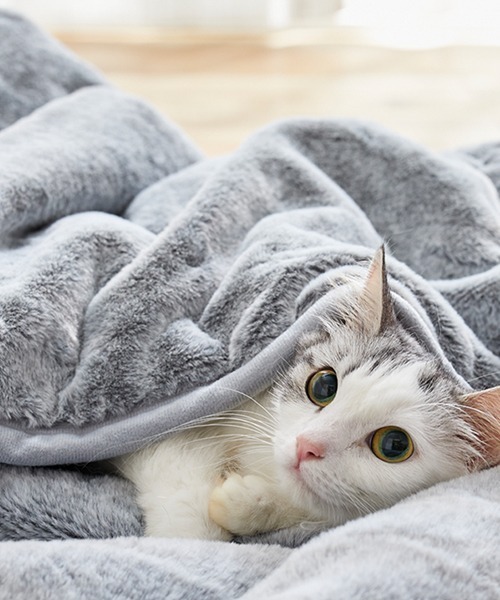 ブランケット まるで猫！のようなモフモフ2枚合わせ中わた入り毛布