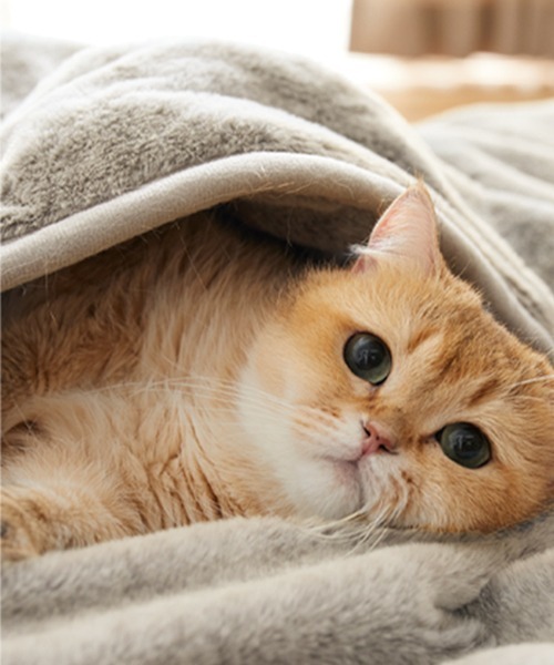 ブランケット まるで猫！のようなモフモフ2枚合わせ中わた入り毛布