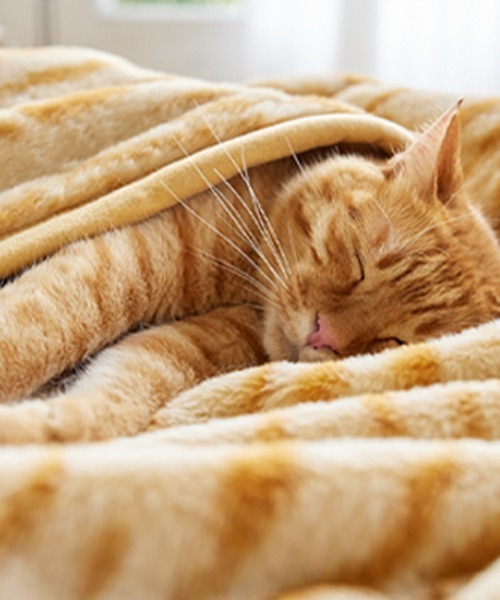 ブランケット まるで猫！のようなモフモフ2枚合わせ中わた入り毛布