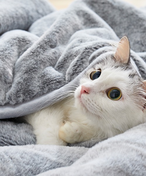 もふもふ ブランケット まるで猫！のようなモフモフ2枚合わせ中わた入り毛布