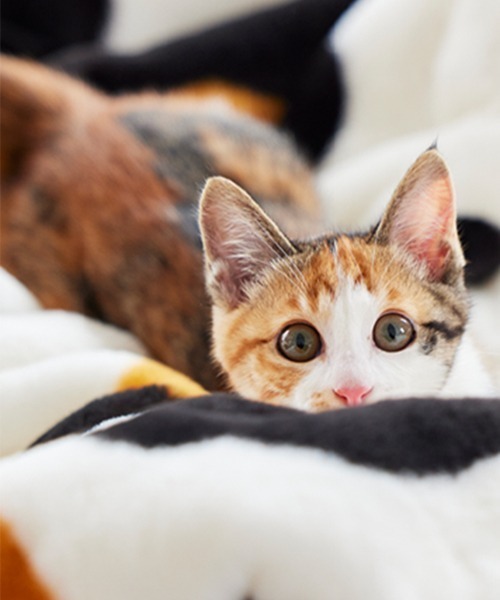 ブランケット まるで猫！のようなモフモフ2枚合わせ中わた入り毛布