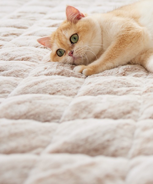 ラグ ラグマット まるで猫！のような洗えるモフモフキルトラグ｜185