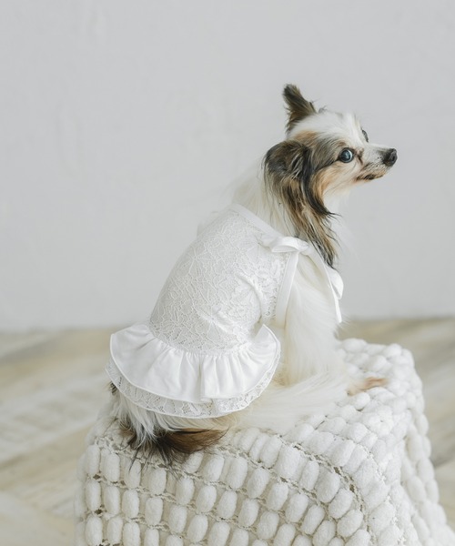 犬 服 コントラストレーストップス（セット） : ZOZOTOWN Yahoo!店