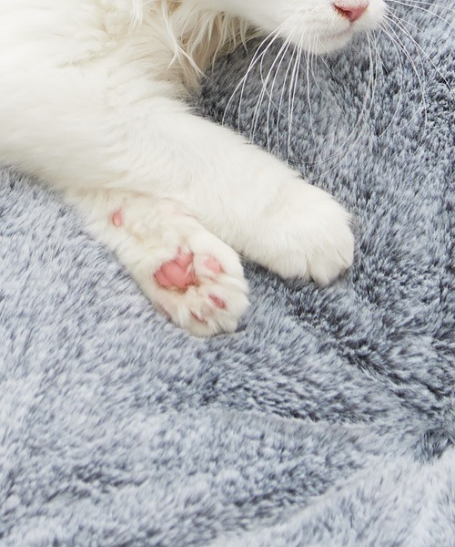 ブランケット まるで猫！のようなモフモフラウンドブランケット 吸湿