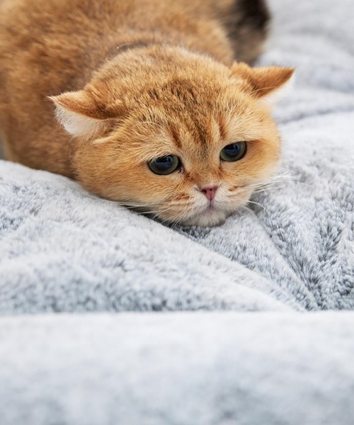 ブランケット まるで猫！のようなモフモフラウンドブランケット 吸湿