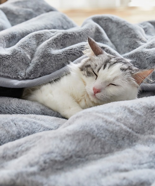 ブランケット まるで猫！のようなモフモフラウンドブランケット 吸湿