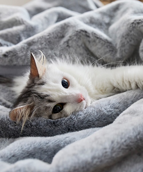 ブランケット まるで猫！のようなモフモフラウンドブランケット 吸湿