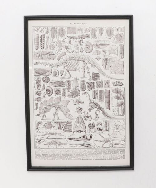 DULTON（ダルトン） ポスター ART FRAME PALEONTOLOGIE/壁掛け アート