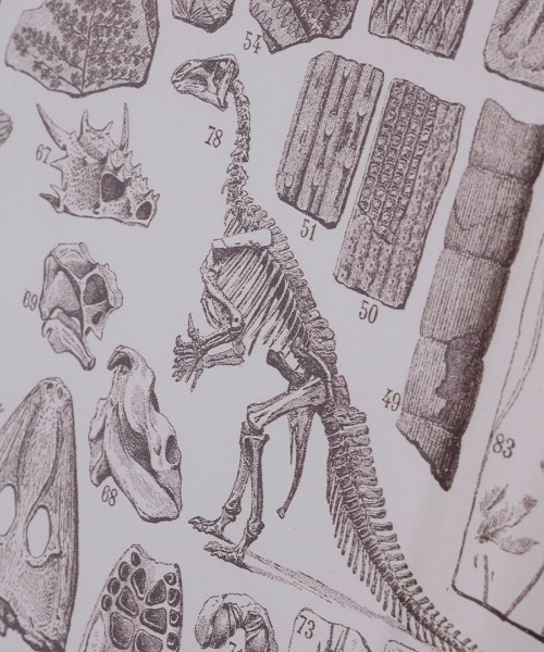 DULTON（ダルトン） ポスター ART FRAME PALEONTOLOGIE/壁掛け アート