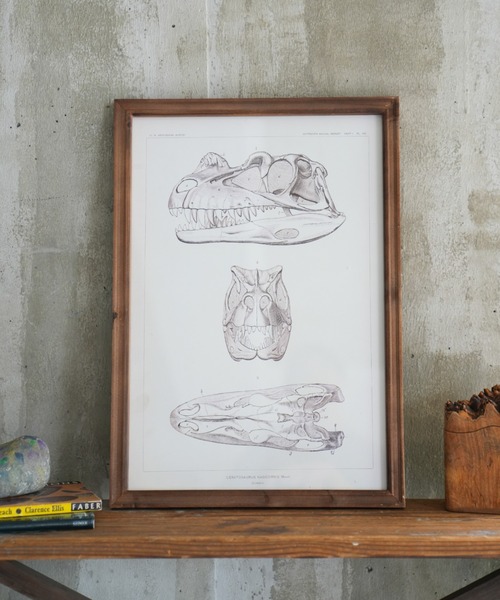 DULTON（ダルトン） ポスター ART FRAME TRICERATOPS/壁掛け アート