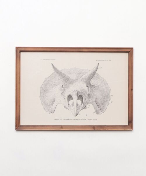 DULTON（ダルトン） ポスター ART FRAME TRICERATOPS/壁掛け アート