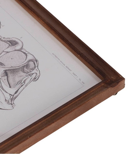 DULTON（ダルトン） ポスター ART FRAME TRICERATOPS/壁掛け アート