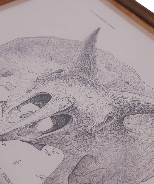 DULTON（ダルトン） ポスター ART FRAME TRICERATOPS/壁掛け アート