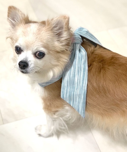 10個セット 犬服&buhipanicクールネック 新品未使用 中古 フレブル 10個セット 犬服&buhipanicクールネック 新品未使用 中古