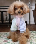 犬 服 「犬服・ドッグウェア」ハッピーシャツの詳細画像4