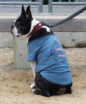 犬 服 「犬服・ドッグウェア」チルタイムT (...の詳細画像2