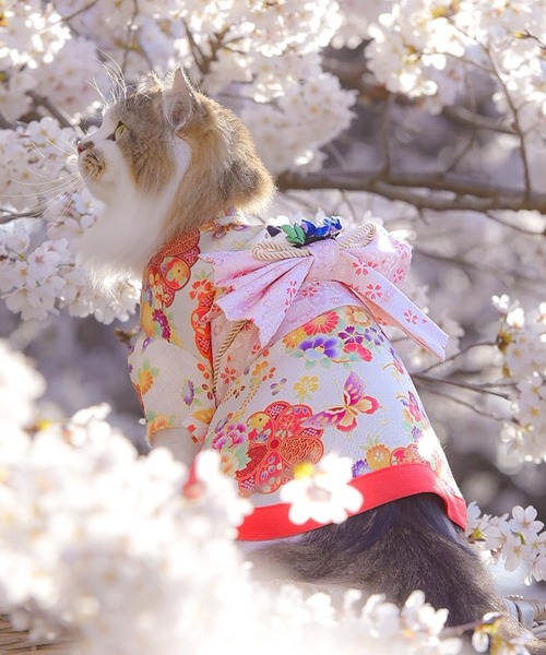 ONEKOSAMA OINUSAMA 犬 服 着物風ペットウェア（XS〜2L） 「ZOZO