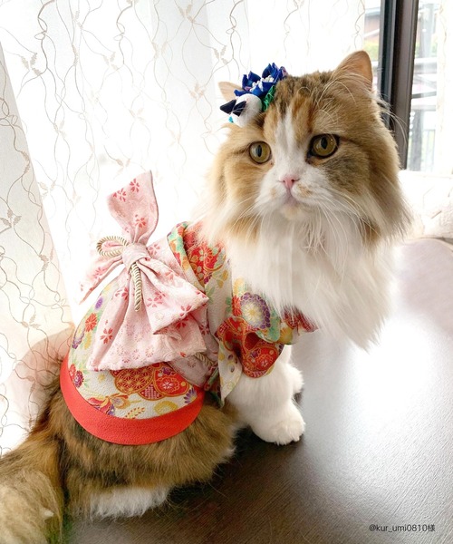 ONEKOSAMA OINUSAMA 犬 服 着物風ペットウェア（XS〜2L） 「ZOZO