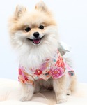 犬 服 「新色」着物風ペットウェア(XS〜2L)の詳細画像1