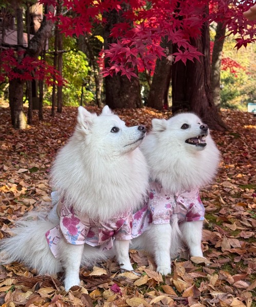 ONEKOSAMA OINUSAMA（おねこさま・おいぬさま） 犬 服 「新色」着物風