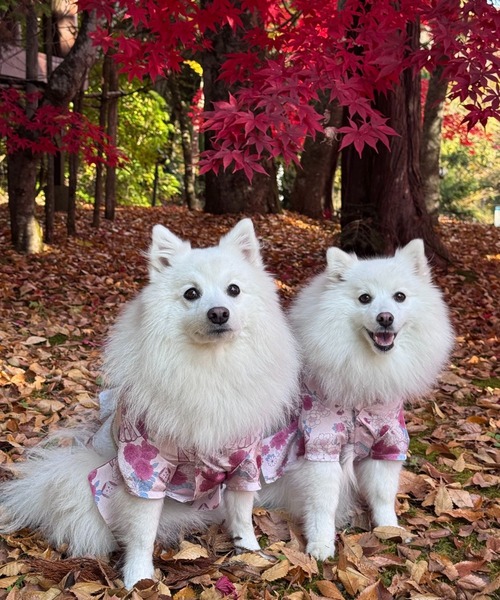 ONEKOSAMA OINUSAMA（おねこさま・おいぬさま） 犬 服 「新色」着物風