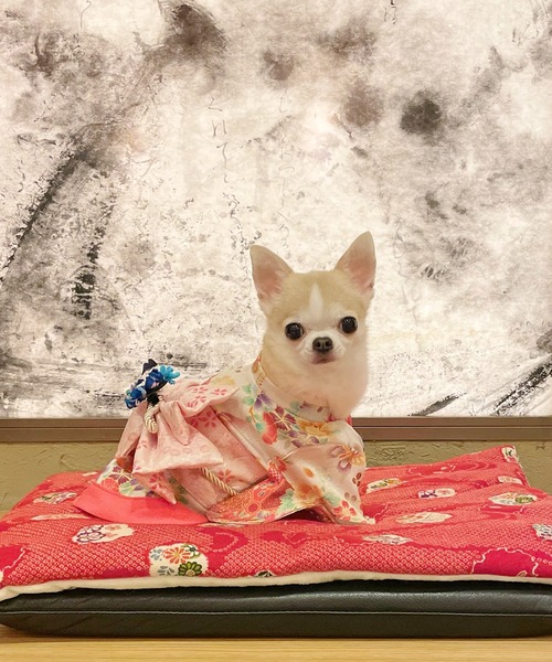 らいおん　犬服　犬用お着物 ofurisode_2_h1p2.jpg