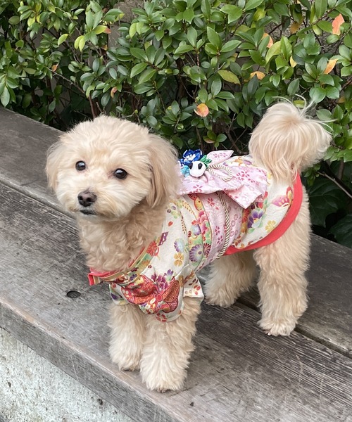 ONEKOSAMA OINUSAMA 犬 服 着物風ペットウェア（XS〜2L） 「ZOZO