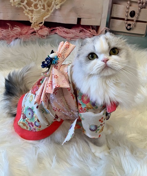 ペット用☆着物【新品未使用】犬服 猫服 ONEKOSAMA OINUSAMA 犬 服 着物風ペットウェア（XS〜2L） 「ZOZO