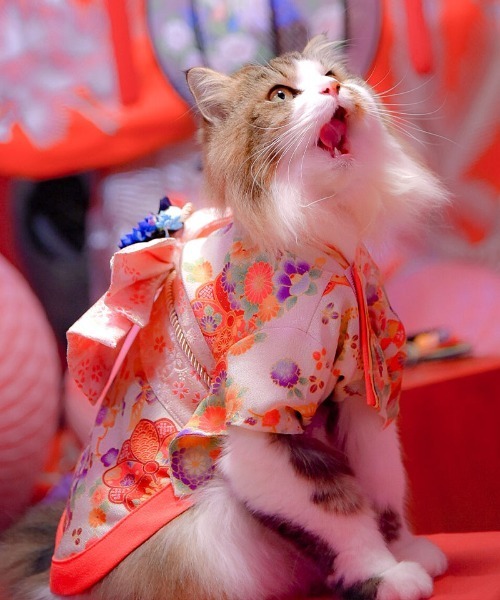 らいおん 犬服 犬用お着物 楽天市場】犬 着物 犬の着物 晴れ着 お正月