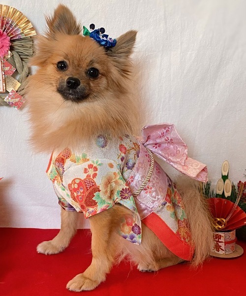 専用★犬服 クリーム色 着物★ ONEKOSAMA OINUSAMA 犬 服 着物風ペットウェア（XS〜2L） 「ZOZO