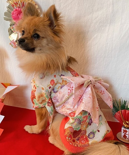 犬服和装 ONEKOSAMA 大型犬 Amazon | ONEKOSAMA OINUSAMA 犬 いぬ イヌ 服 猫 ネコ ねこ