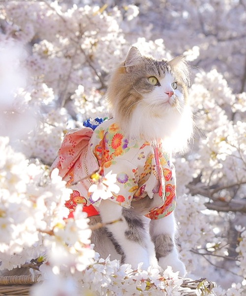 ONEKOSAMA OINUSAMA（おねこさま・おいぬさま） 犬 服 着物風ペット