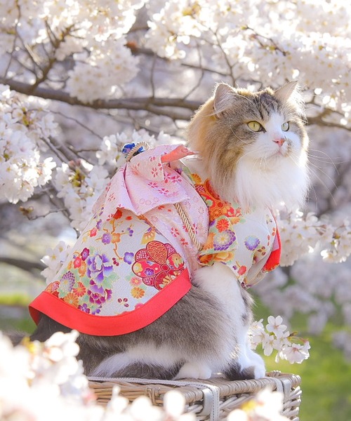ONEKOSAMA OINUSAMA 犬 服 着物風ペットウェア（XS〜2L） 「ZOZO