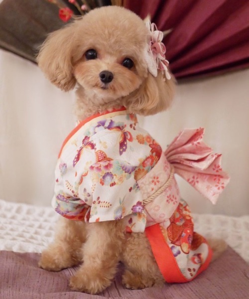 専用★犬服 クリーム色 着物★ ONEKOSAMA OINUSAMA 犬 服 着物風ペットウェア（XS〜2L） 「ZOZO