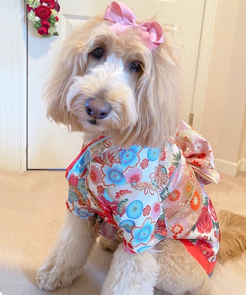 ONEKOSAMA OINUSAMA 犬 服 「新色」着物風ペットウェア（3L〜6L